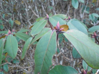 np19_2019-11-11_14-00-03_SAM_3694