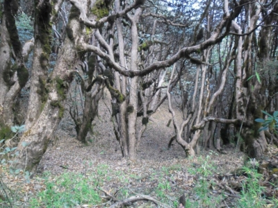 np19_2019-11-14_15-20-45_SAM_3935