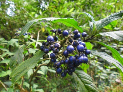 np19_2019-11-18_12-32-12_SAM_3993